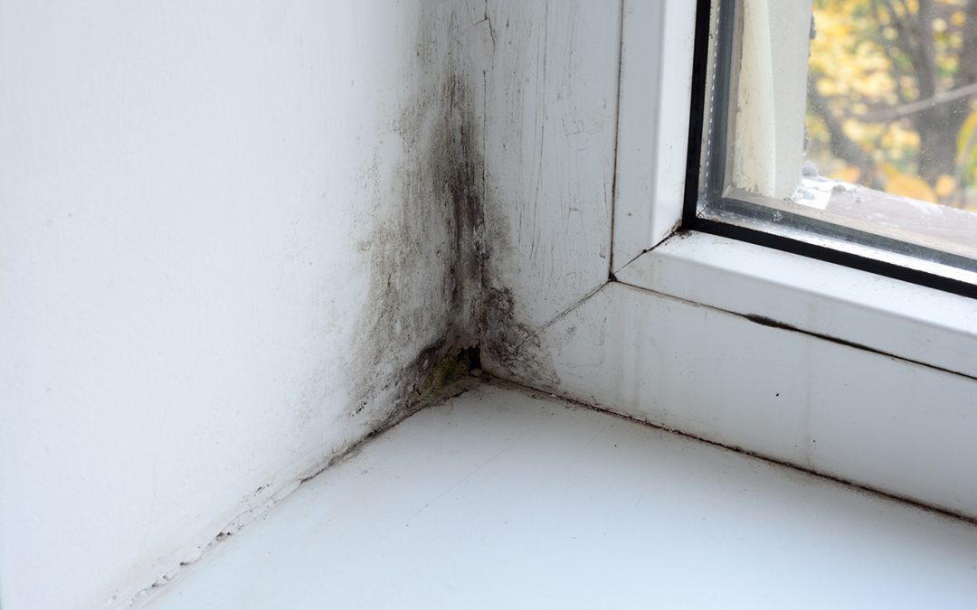 home mold problems