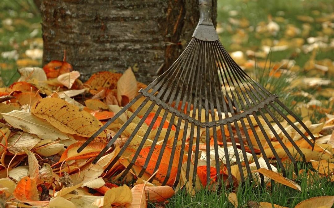 caring for your lawn in fall